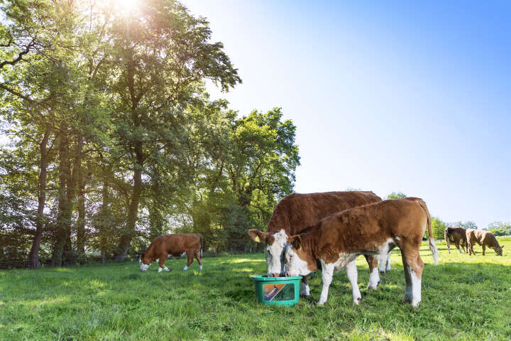 CRYSTALYX Nutri Complete (Grün)